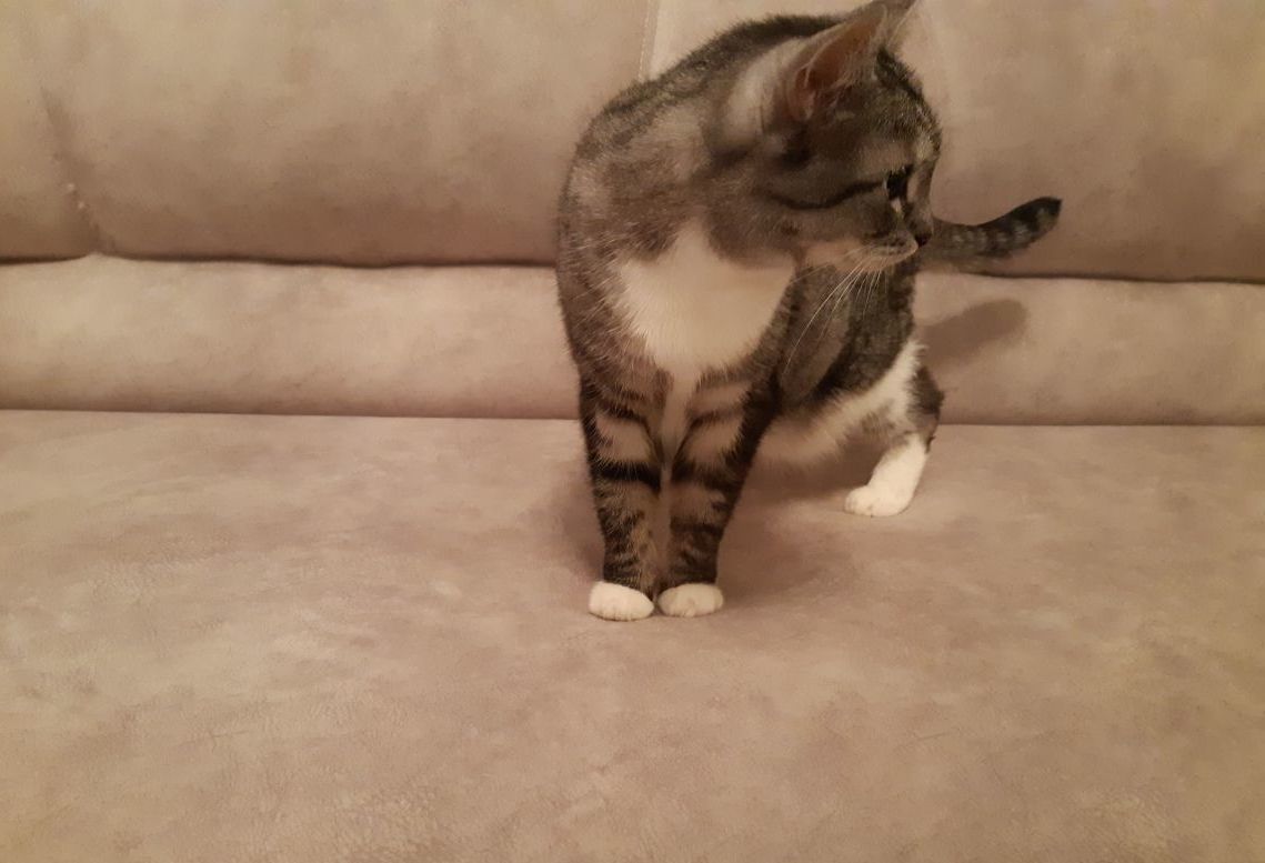 Перетяжка и обивка мягкой мебели